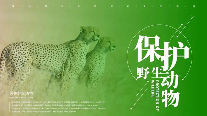 hb火博体育平台app世界野生动植物保护日到了保护野生动物环保主题PPT模板合集